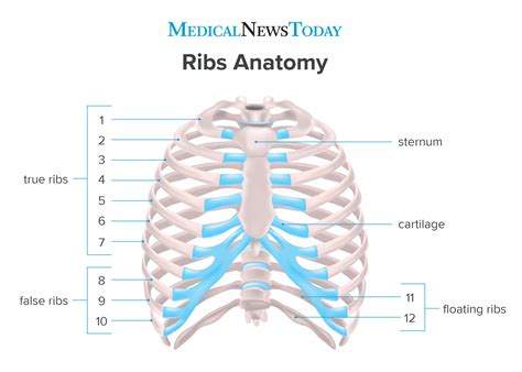 how many ribs does a human have